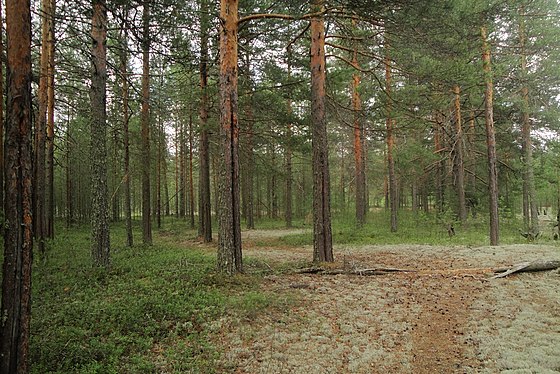 Памятники природы лесные