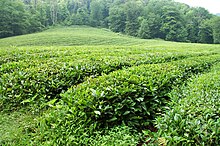 Lunghe file di piante di tè e una foresta sullo sfondo.