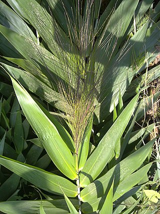 <i>Thysanolaena</i> Genus of grasses