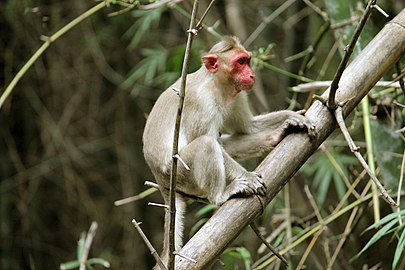 Macaque à bonnet dans les forêts de Kalrayan Hill (Tamil Nadu, Inde).