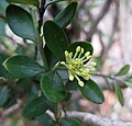 Buxus microphylla