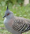 (1)Crested Pigeon-99.jpg