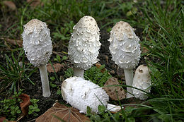 Гнойовик білий (Coprinus comatus)