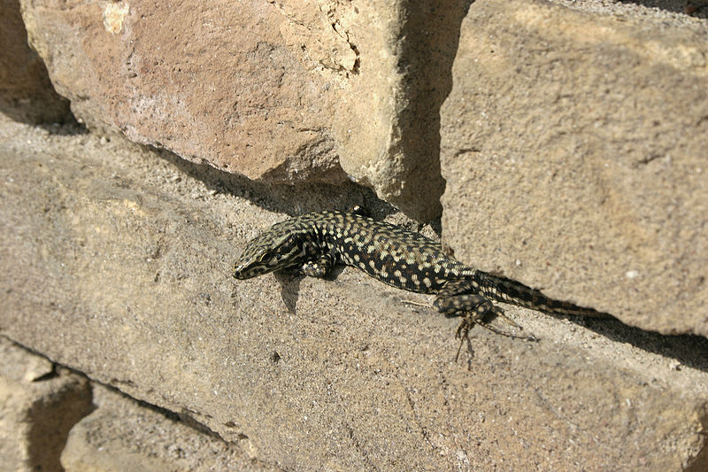 File:- Podarcis muralis -.jpg