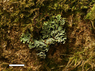 <i>Menegazzia eperforata</i> Species of lichen in the family Parmeliaceae