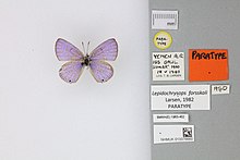 013376660 Lepidochrysops forsskali Larsen 1982 PT.jpg