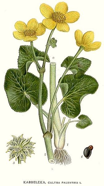 File:174 Caltha palustris.jpg