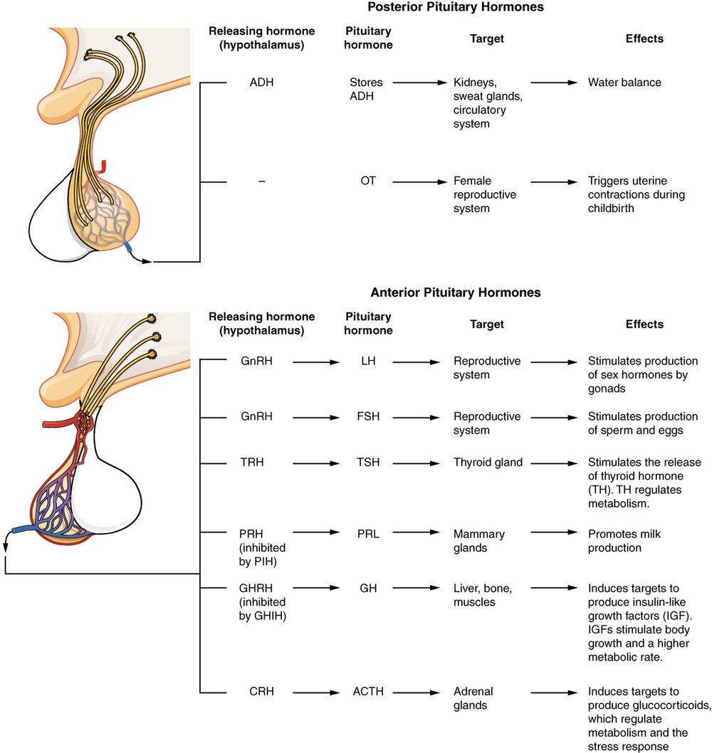 1810 Major Pituitary Hormones