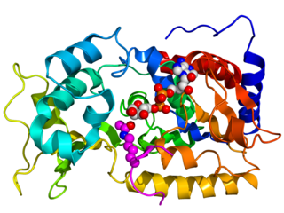 Sirtuin Enzyme