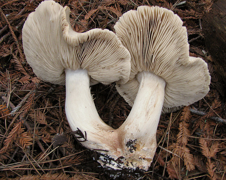 File:2008-11-26 Tricholoma pardinum.jpg