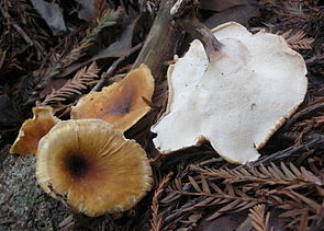 2011-11-15 Royoporus badius (Pers.) A.B. De 185779.jpg