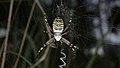 Wespenspinne, Weibchen - Argiope bruennichi