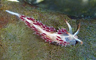 <i>Orienthella cooperi</i> Species of gastropod