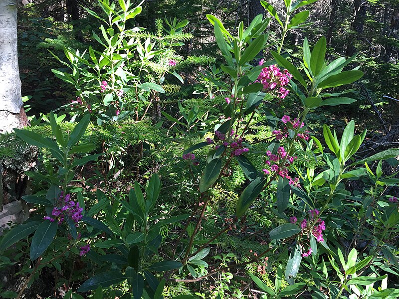 File:2017-07-26 08 17 40 Sheep Laurel blooming at about 2,100 feet above sea level along the Helon Taylor Trail on Mount Katahdin in Baxter State Park, Piscataquis County, Maine.jpg