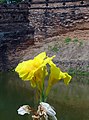 English: Flower at Jaeng Katam or Katam Corner , the souteastern citadel of the Chiang Mai city wall. It was built at the turn of the 18th to the 19th century. Deutsch: Blume bei Jaeng Katam, der südoestlichen Bastion in der Stadtbefestigung von Chiang Mai. Sie wurde um die Wende vom 18. zu 19. Jahrhundert errichtet. ไทย: แจ่งก๊ะต้ำ, เชียงใหม่