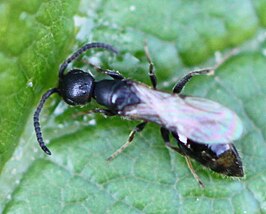 Bethylus fuscicornis