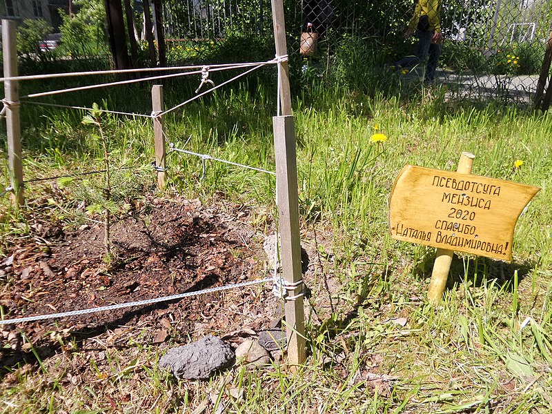 Псевдотсуга Мензиса и памятная дощечка с надписью «Спасибо, Наталья Владимировна!» Дерево посажено в 2020 году. 2021