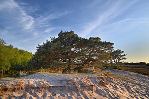 Hiddensee: Name, Geografie, Geologie