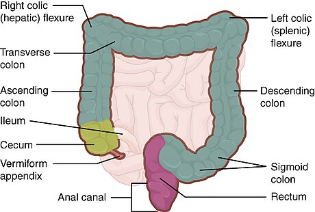 Colic flexures