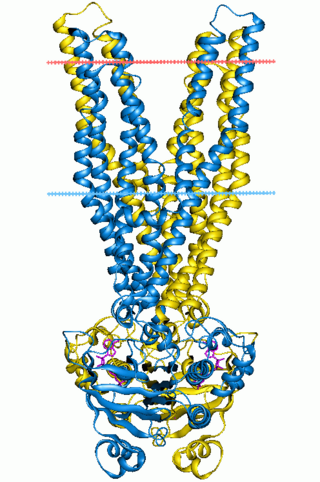<span class="mw-page-title-main">ATP-binding domain of ABC transporters</span> Water-soluble domain of transmembrane ABC transporters