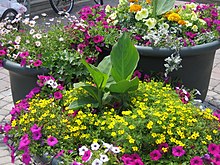A container garden in large plastic planters 495 - Bathrust NB.JPG