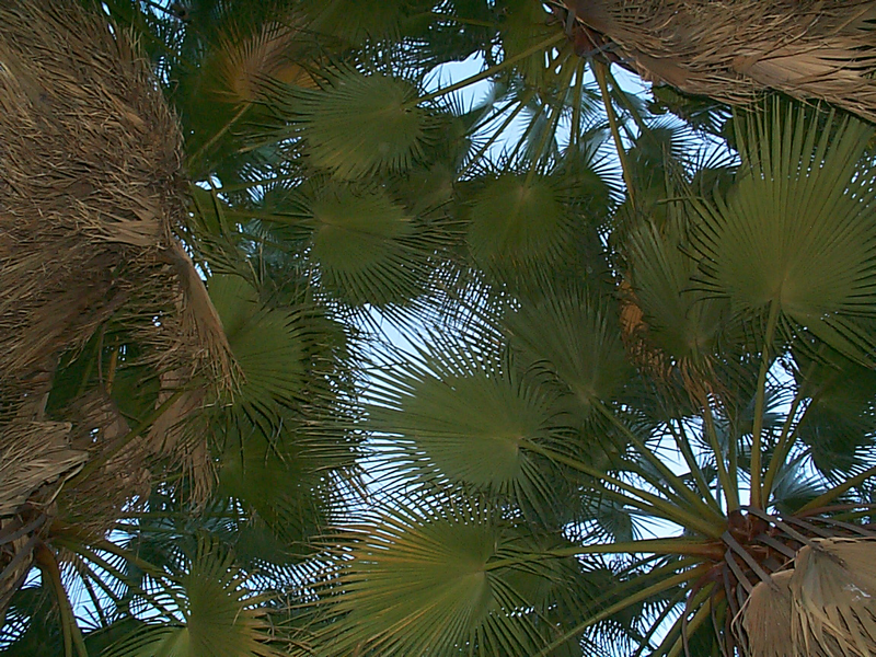 File:49 palms oasis.PNG