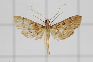 <i>Tatobotys janapalis</i> Species of moth