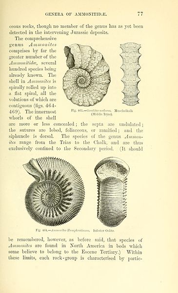 File:A manual of palæontology for the use of students (Page 77) BHL14894554.jpg