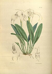 plate 120 Masdevallia tovarensis