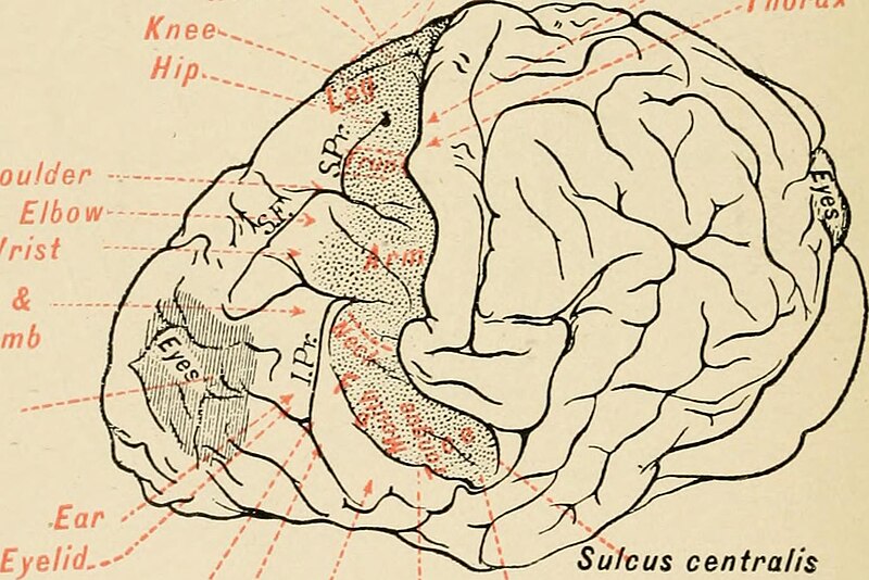 File:A text-book of human physiology (1906) (14770206922).jpg