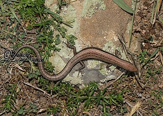 Twin-striped skink Species of lizard