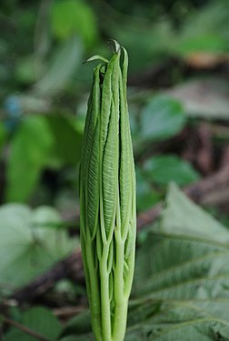 About to bloom