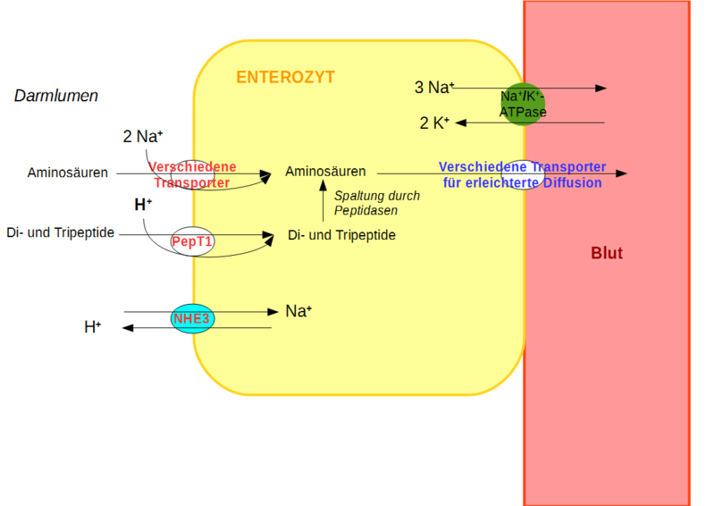 File:Absorption der Proteine im Dünndarm.png