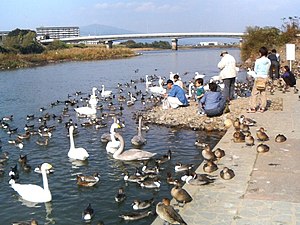 親水: 親水の取り組み, 親水公園, 親水護岸