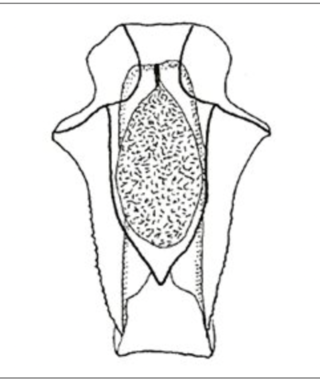 <i>Abyla trigona</i> Species of hydrozoan