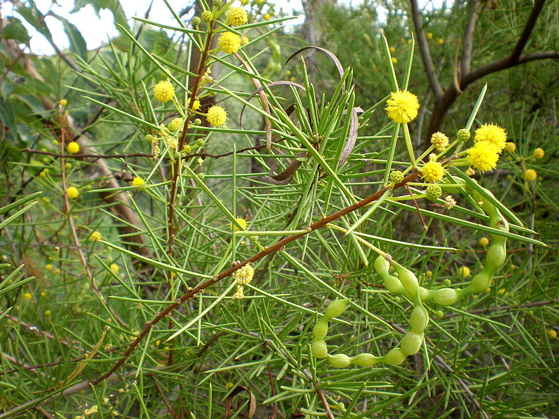 File:Acacia tetragonophylla 1c.JPG