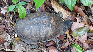 Brazilian radiolated swamp turtle Species of turtle