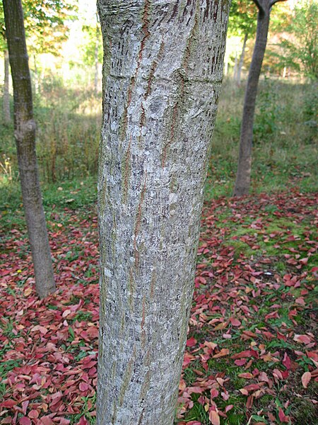 File:Acer rufinerve trunc 01 by Line1.JPG