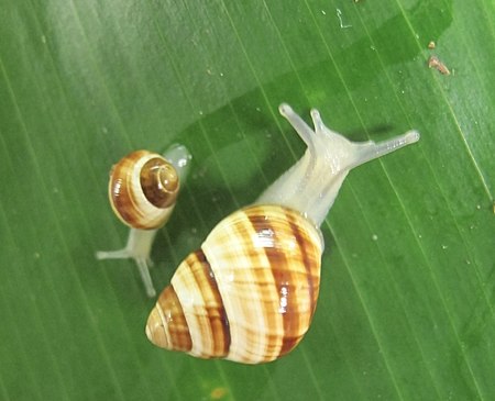 Achatinella_fuscobasis