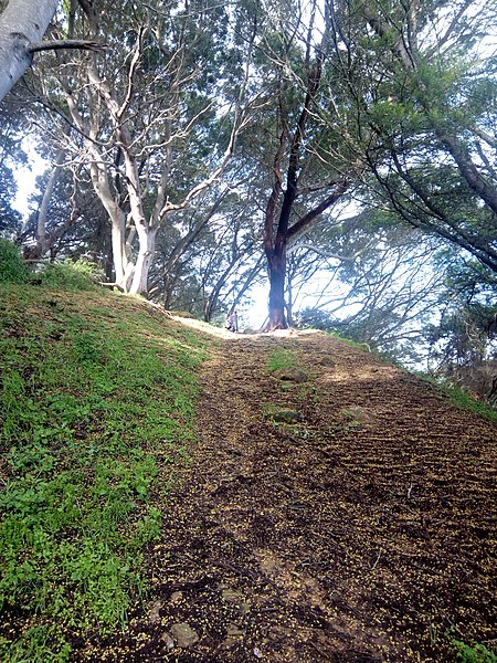 File:Achkar sea forest.jpg