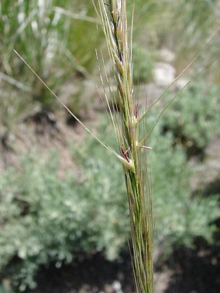 <i>Eriocoma nelsonii</i> Species of flowering plant