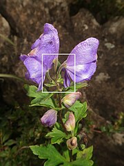 中央の□部分を右側の写真で拡大。