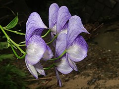 花は淡青紫色。花弁にみえるのは萼片で、上萼片1個、側萼片2個、下萼片2個の5個で構成される。