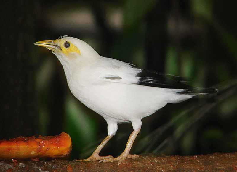 File:Acridotheres (or Sturnus) melanopterus (13004772804).jpg