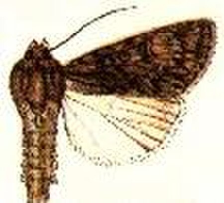 Acronicta_nigricans