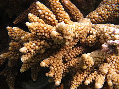 Gros plan sur les corallites.