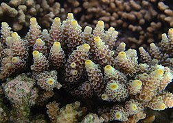 Acropora tenuis