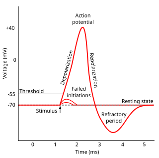<span class="mw-page-title-main">Afterhyperpolarization</span>