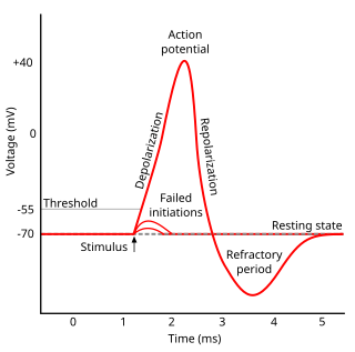 Refractory period (physiology) period of time after an organism performs an action before it is possible to perform again