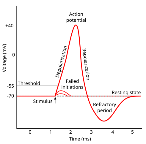 Action potential.svg